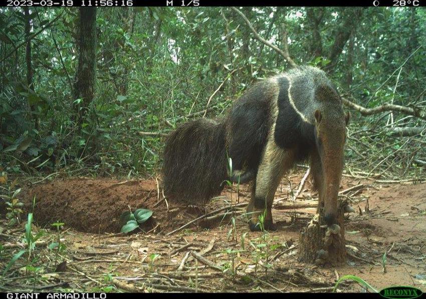 A Sample Of Camera Trap Images Fromt The Cerrado Field Work (5)