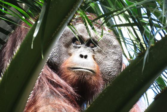 Bornean Orangutan Caught On Camera In Borneo