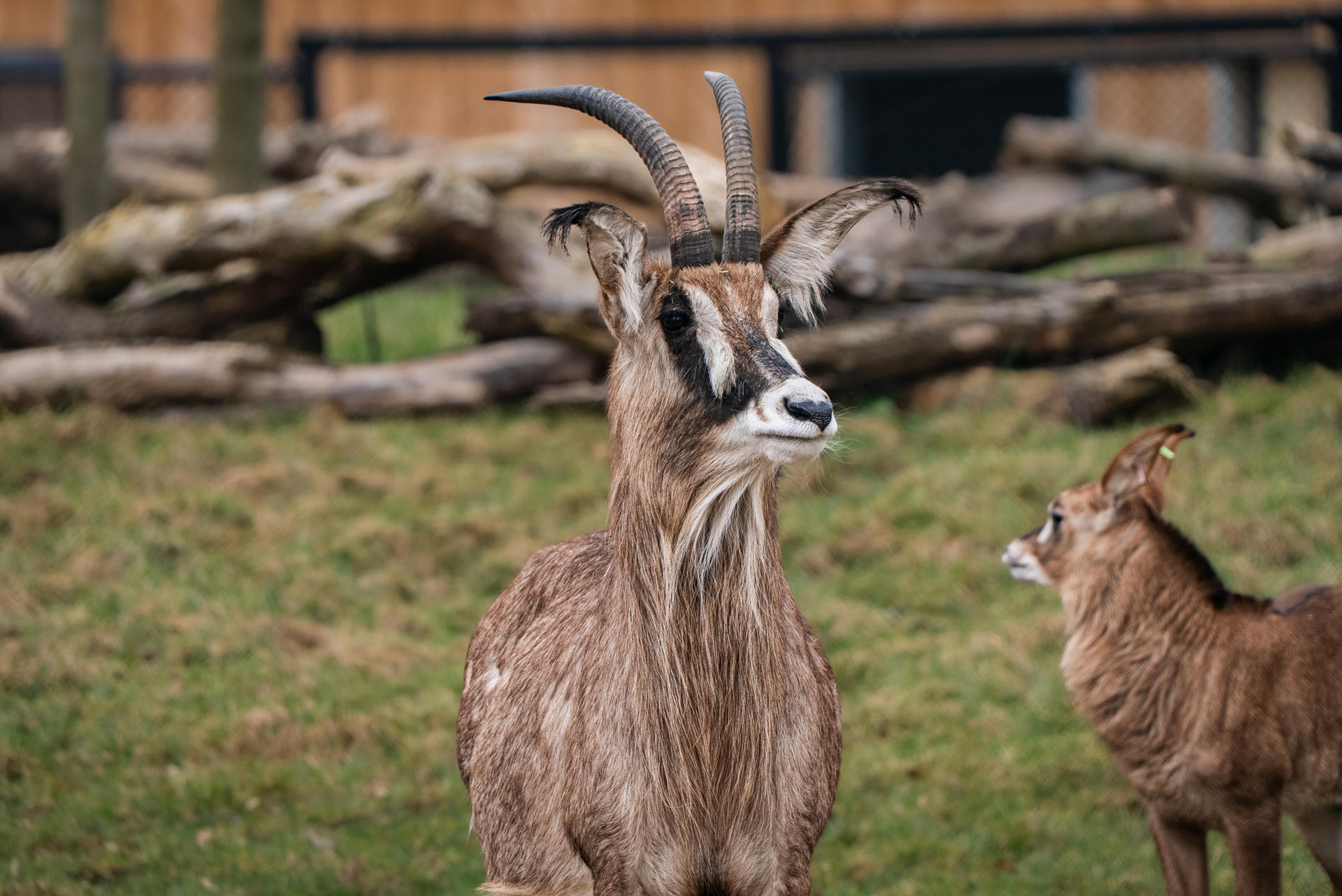 Roan Antelope 007