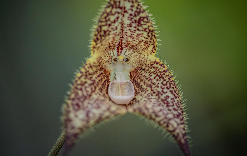 Chester Zoo’S Dracula Orchids Recognised As A Nationally Important Conservation Collection (2)