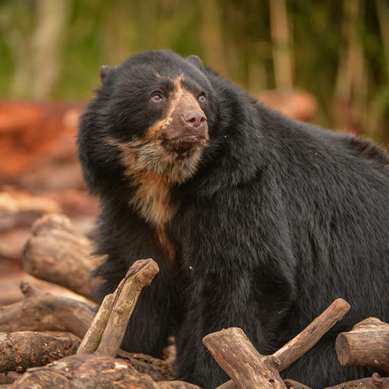 Andean Bear 4