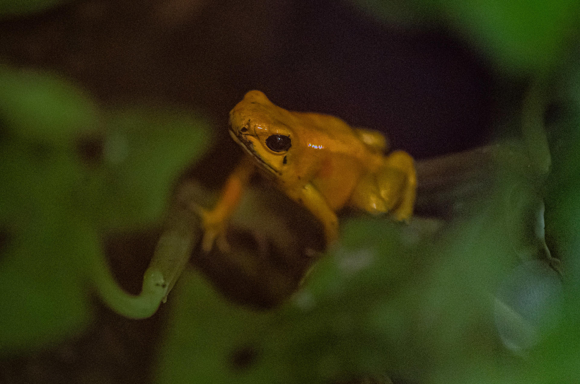 Golden Poison Dart Frog 4