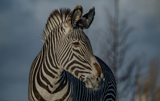 Grevy's Zebra 023
