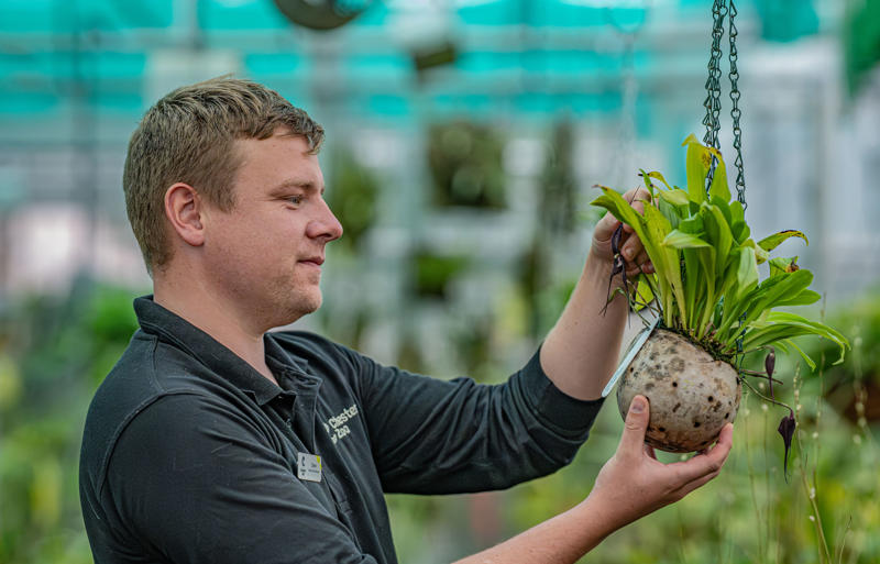 Chester Zoo’S Dracula Orchids Recognised As A Nationally Important Conservation Collection (1)
