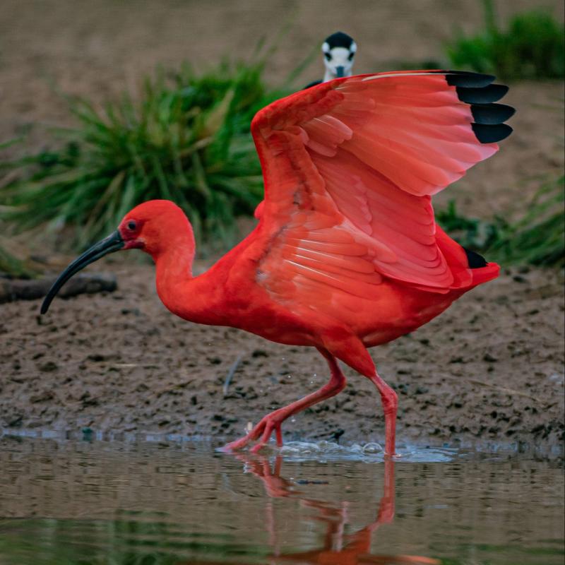 Scarlet ibis at Chester Zoo
