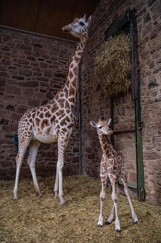 Rare Baby Giraffe Born At Chester Zoo (43)