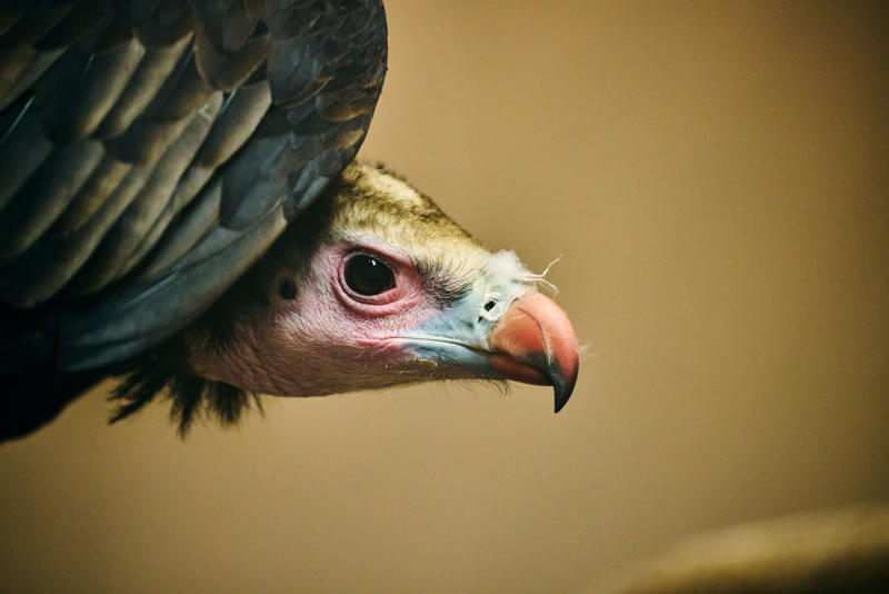 White Headed Vulture 005 2