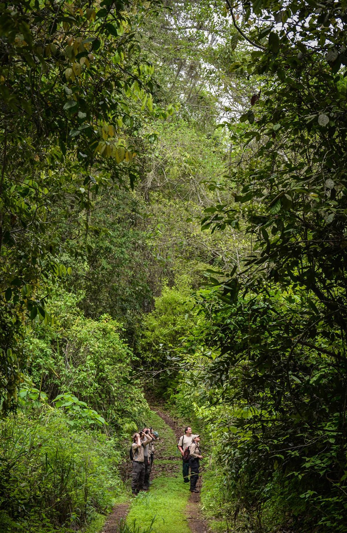 Ecuador Chester Zoo Team In Forest