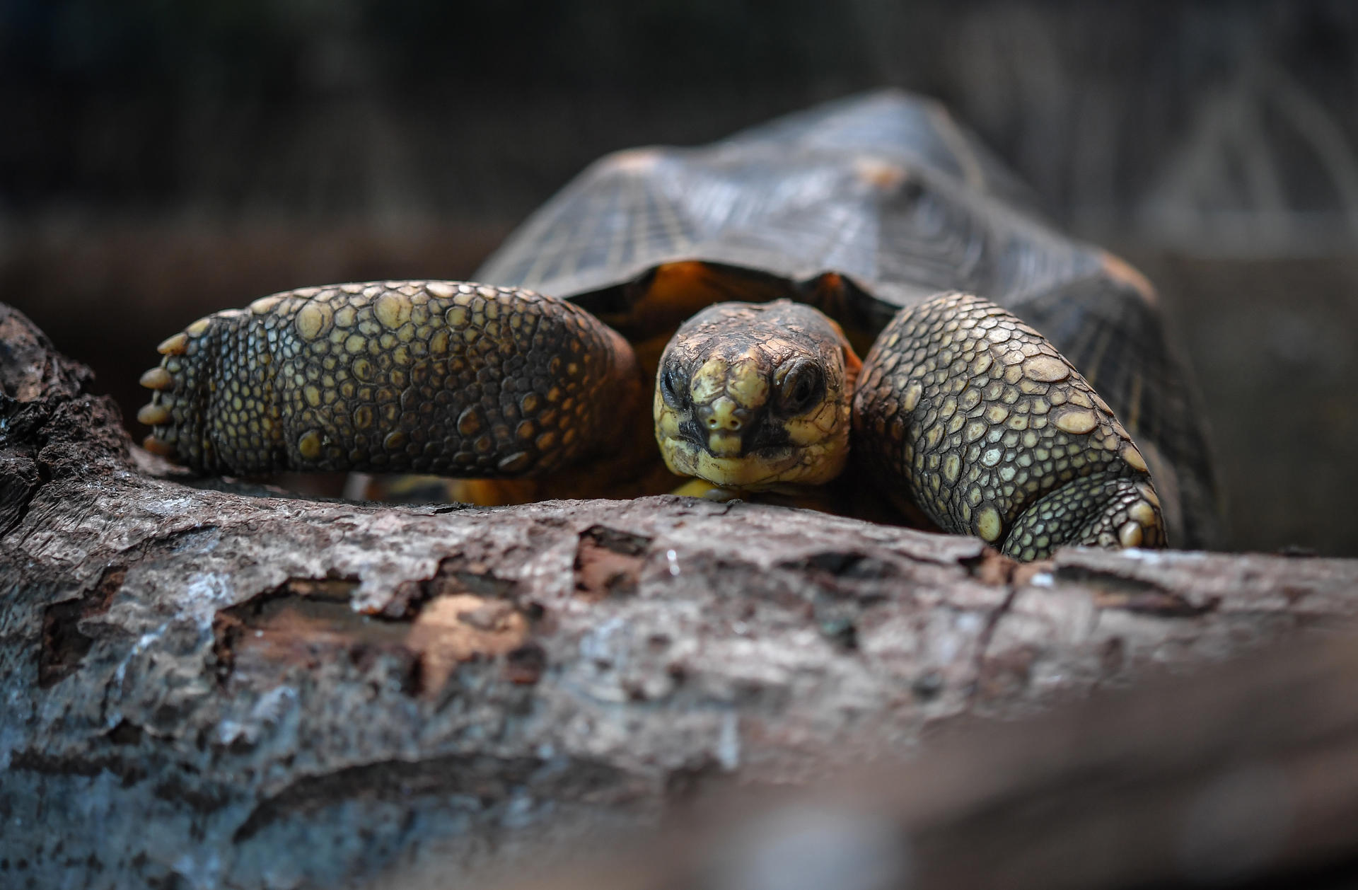 Radiated tortoise at Chester Zoo