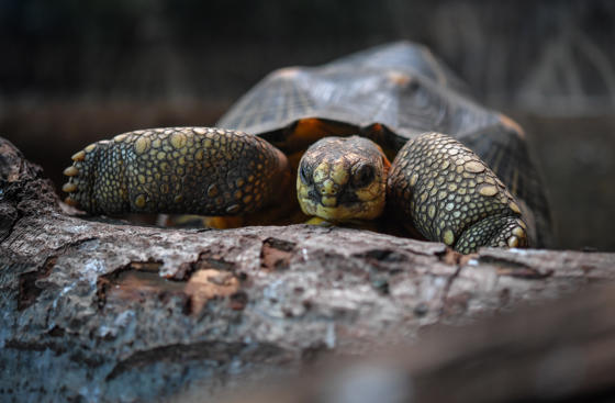 Radiated Tortoise 7