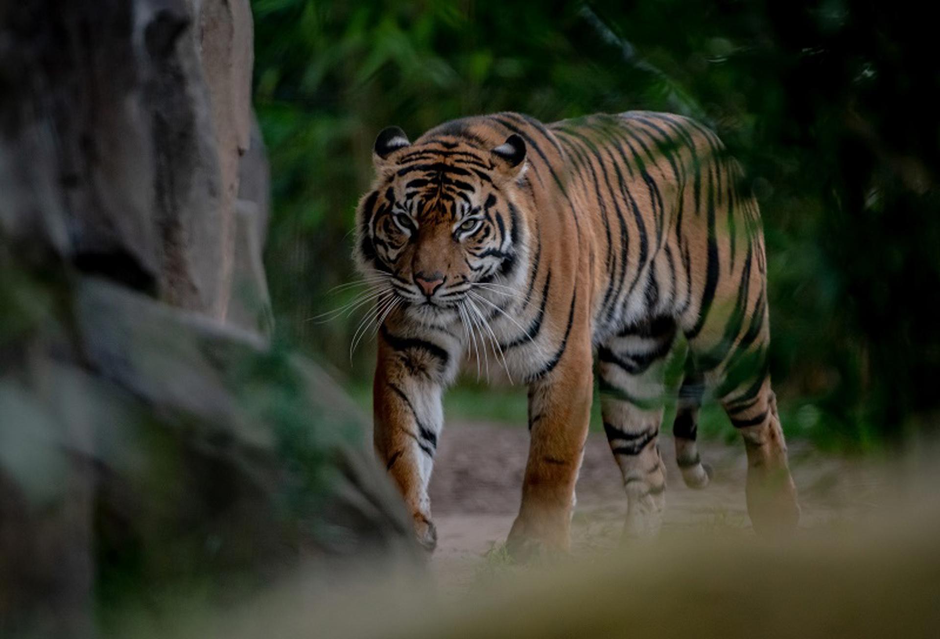 Sumatran Tiger Mum Kasarna Has Given Birth To Two Cubs At Chester Zoo 4