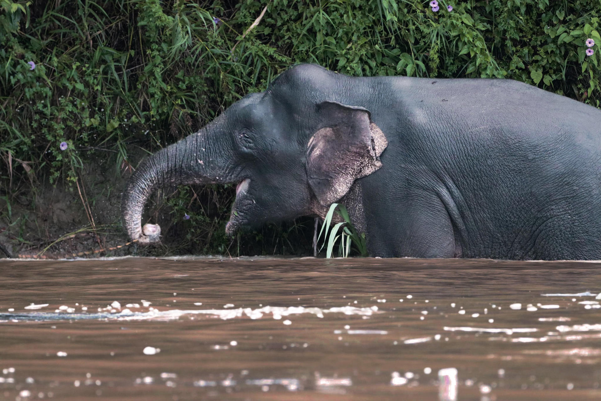 Bornean Elephant In Water
