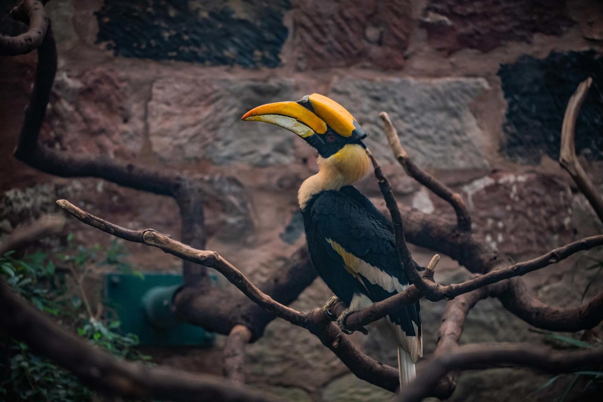 Great hornbill at Chester Zoo