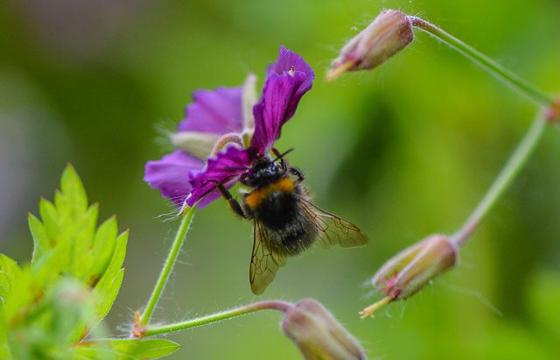 Bumblebee