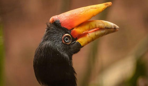 Rhinoceros Hornbill 1