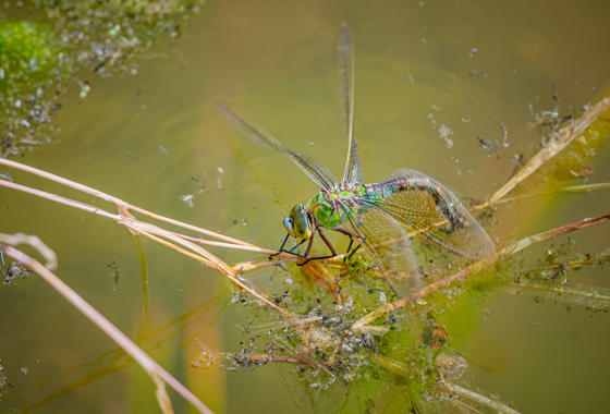 The Reserve Web 129