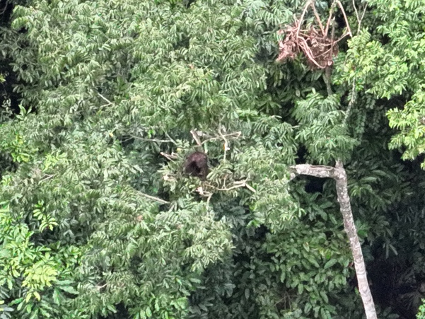 A screenshot from a drone video. The majority shows green leaves and tangled branches. A small, ginger-brown shape sits in the middle in a nest of twigs