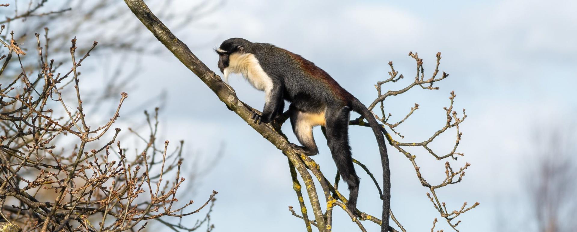Roloway monkey at Chester Zoo
