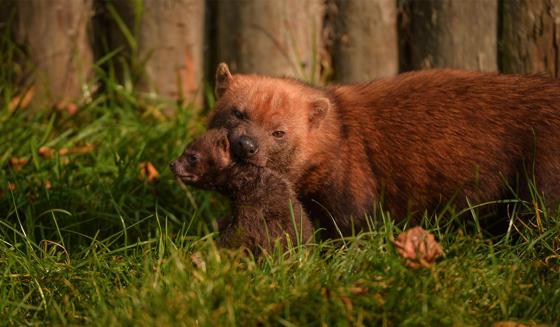 Bush Dog 5