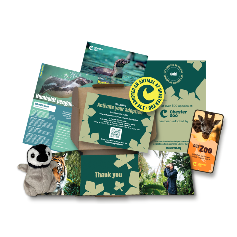 Penguin Welcome Pack Square