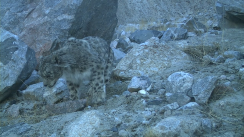 A fuzzy image of a snow leopard stalking the mountains at twilight