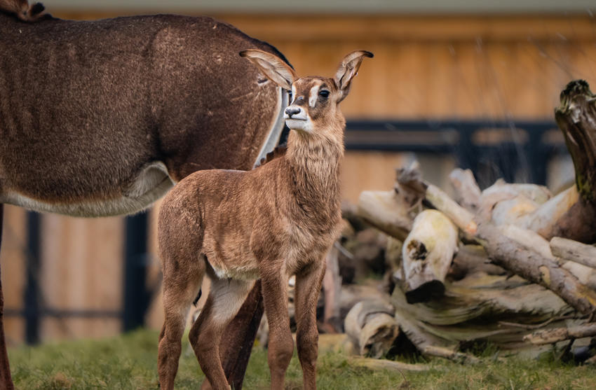 Roan Antelope 017