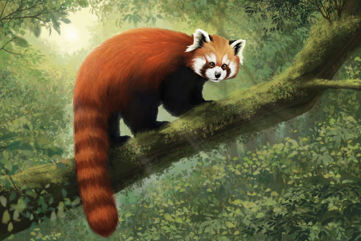 Akashi illustration by Emily Ryan, Our Zoo, Spring 2026