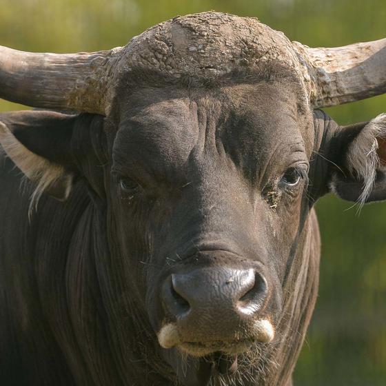 Banteng 7