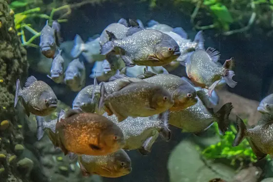 Red Bellied Piranha