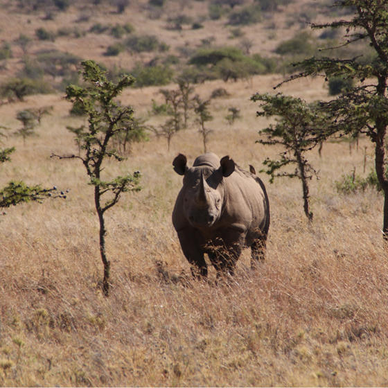 Black Rhino Illegal Wildlife Square