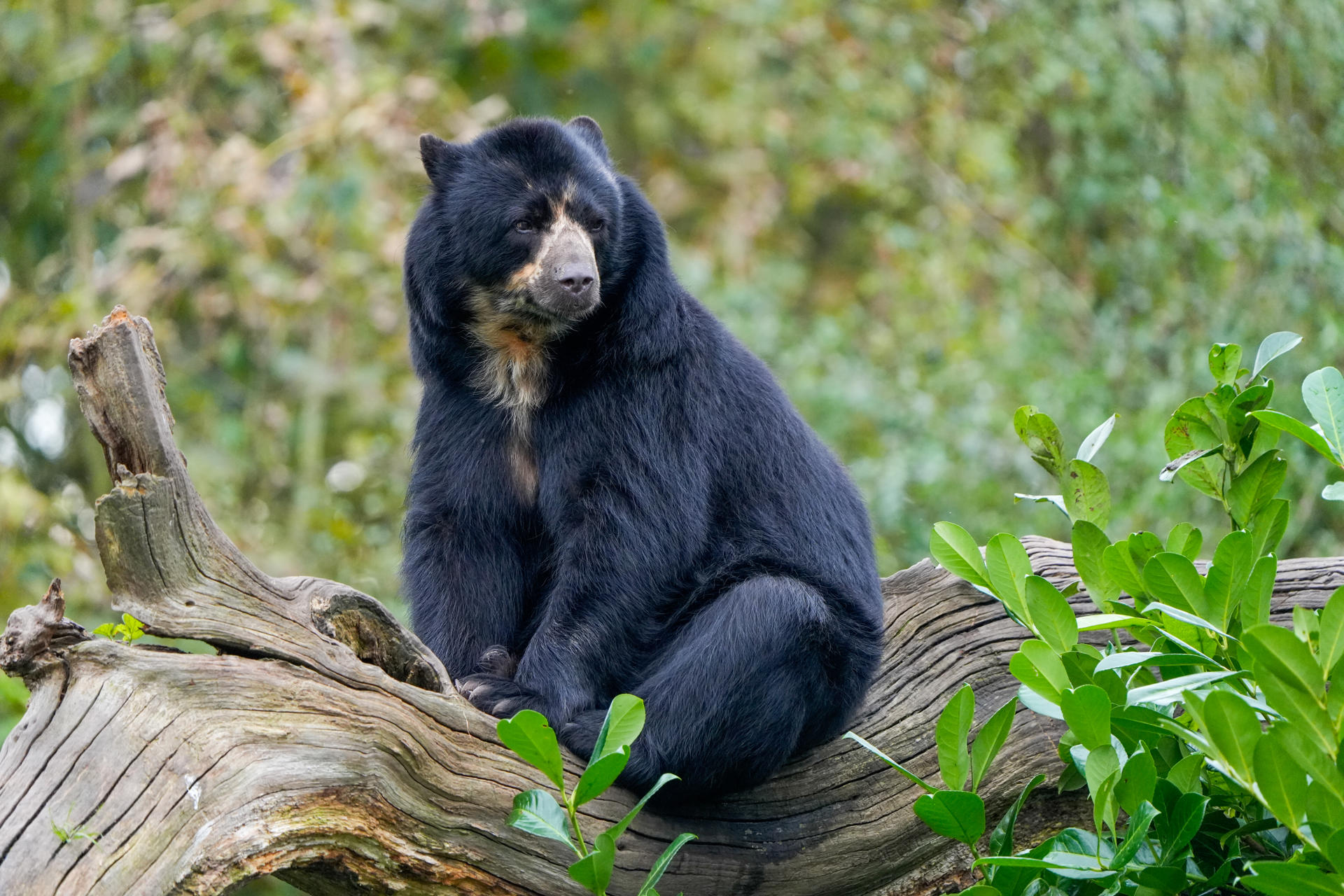 Andean Bear Sitting On A Tree Branch