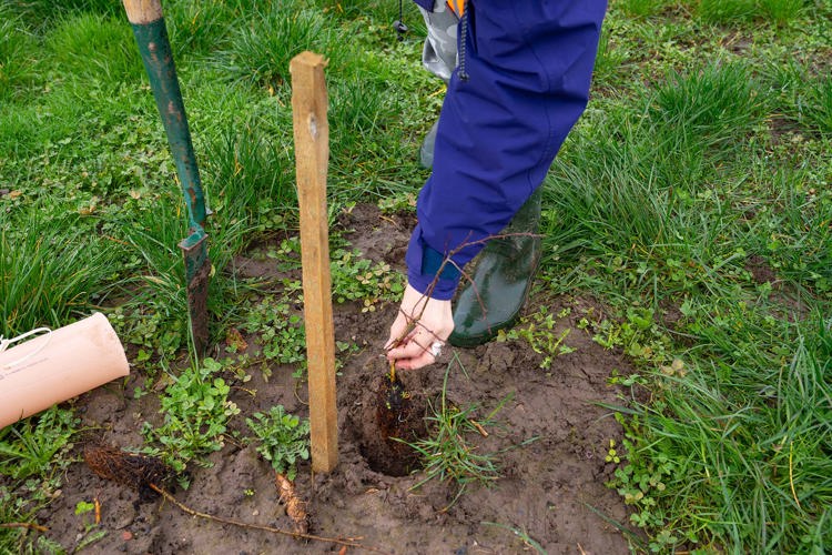 Photo shows a hand placing a sapling into a hole in the ground