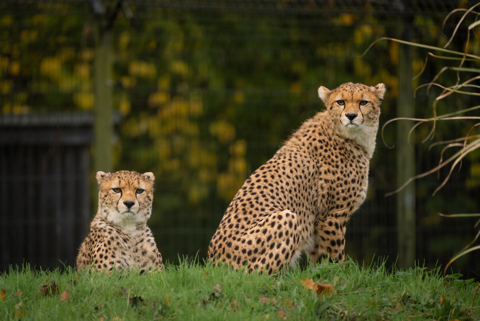 1 Rare Northeast African Cheetah Brothers Arrive At Chester Zoo To Help Save Their Species From Extinction10