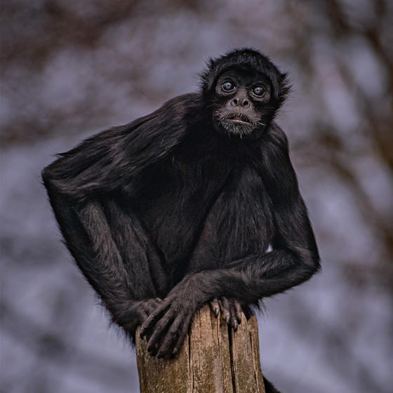 Spider Monkey 5
