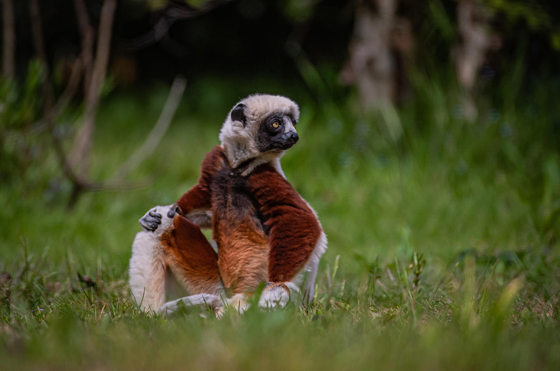 Sifaka sitting down at Chester Zoo