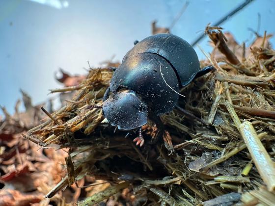 Plum Dung Beetle 1