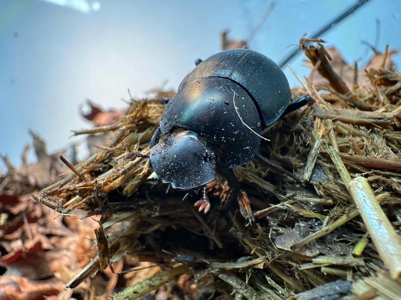 Plum Dung Beetle 1