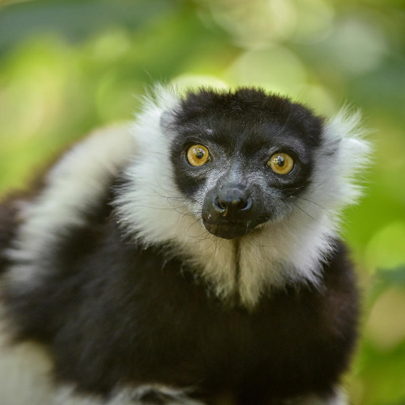 White Belted Ruffed Lemur In The Zoo Square 4