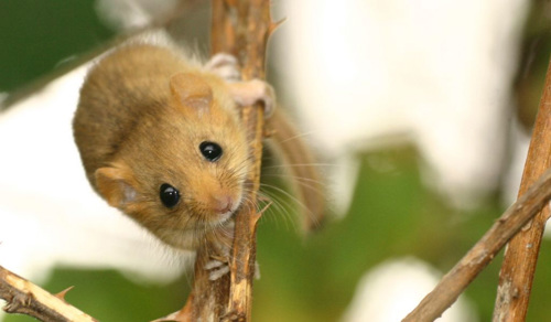 A hazel dormouse with light brown fur. It is grasping onto the stalk of a plant and looking at the camera