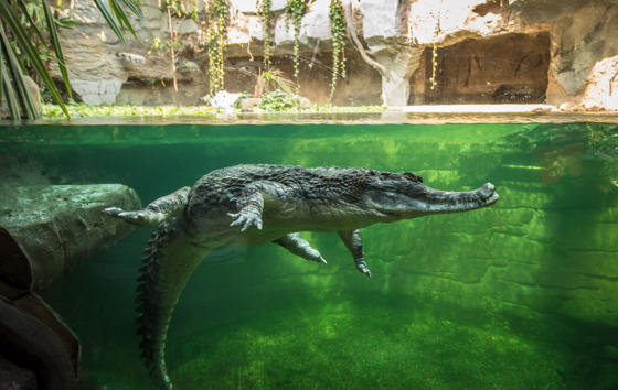 Sunda Gharial 4