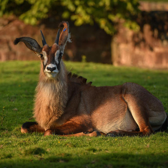 Roan Antelope 2