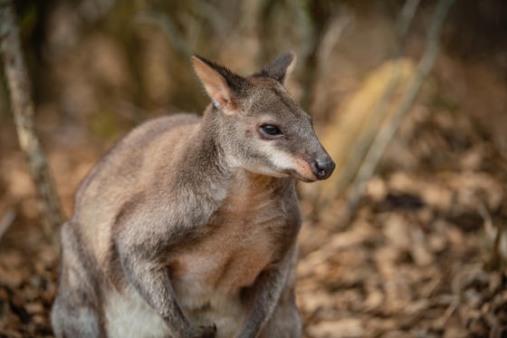 Dusky Pademelon 7