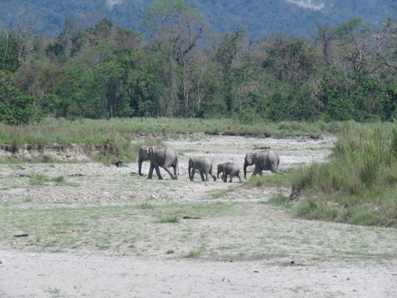 Assam Landscape 3