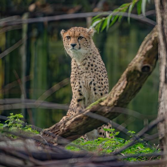 Cheetah Brothers Arrive At Chester Zoo To Help Save Their Species From Extinction 6 2 (1)