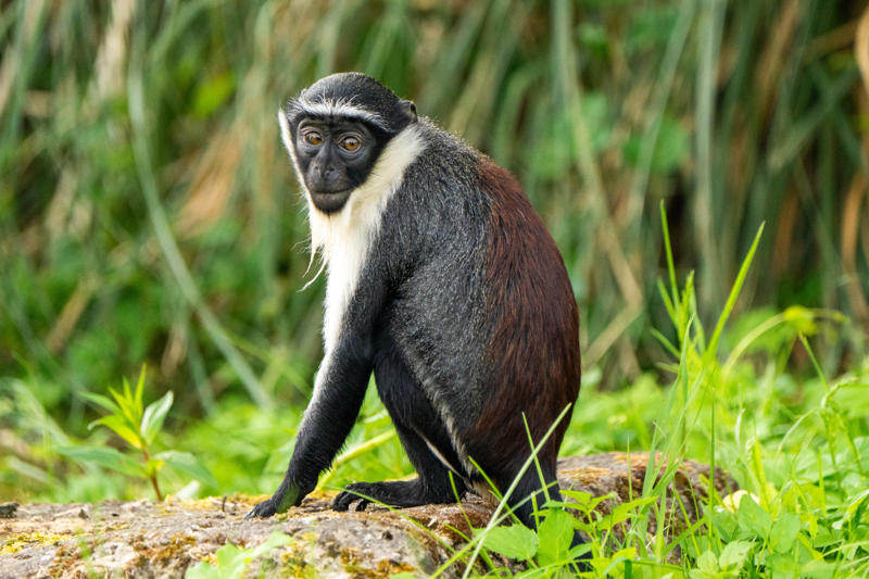 Roloway monkey at Chester Zoo