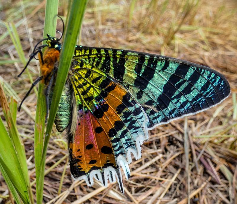 Biggest Madagascar Butterfly Survey Taking Place (Copyright Madagasikara Voakajy) Species Chrysiridia Rhipheus (1)