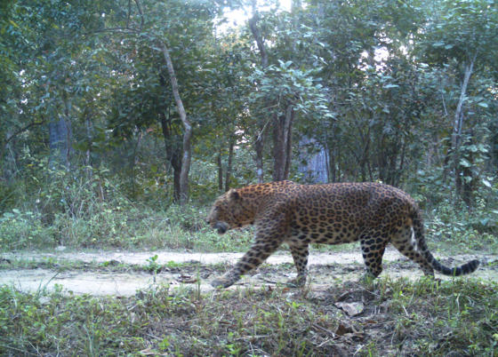 Leopard Terai Camera Trap