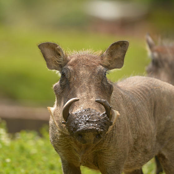 Warthog In The Zoo 2016 Square