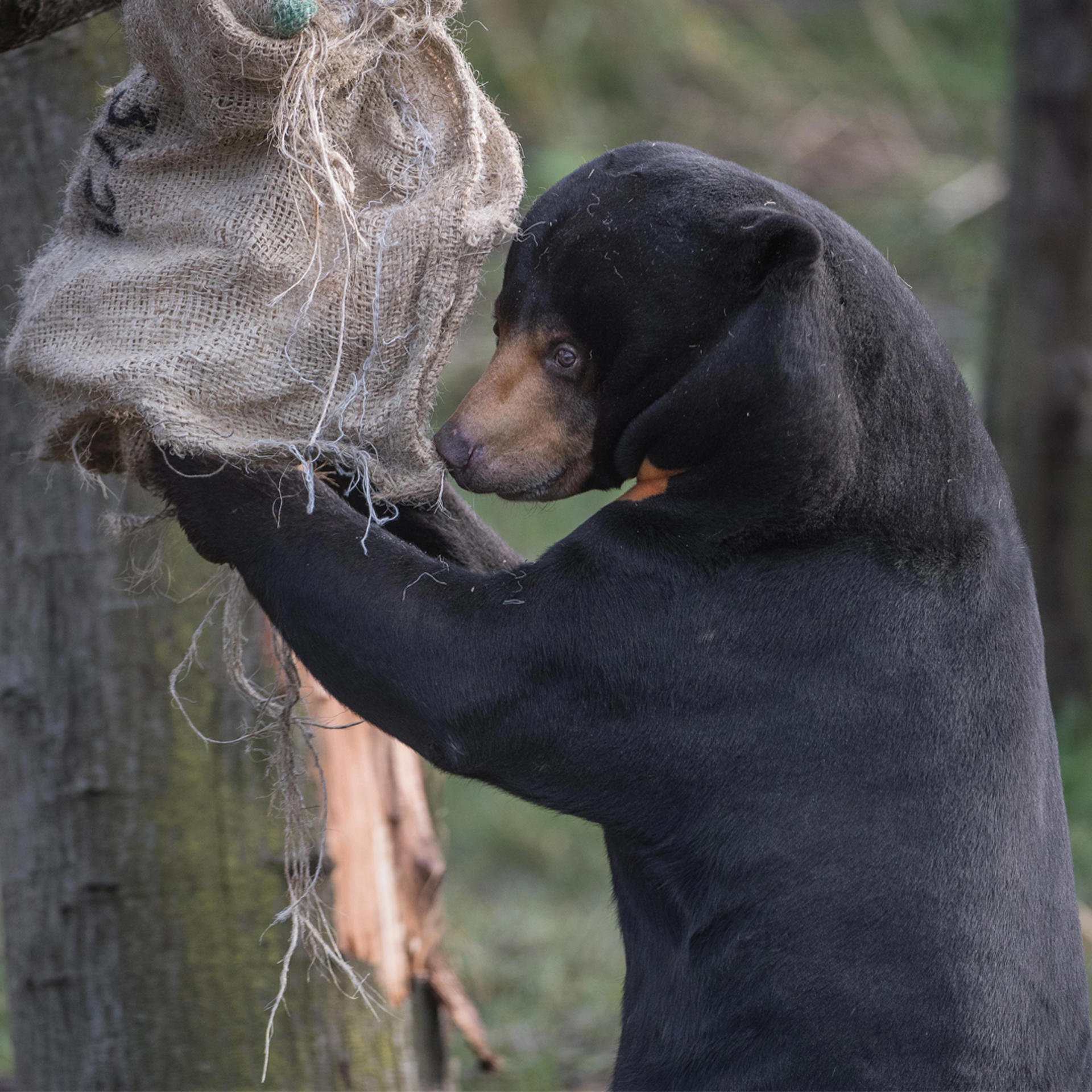 Sun Bear 1