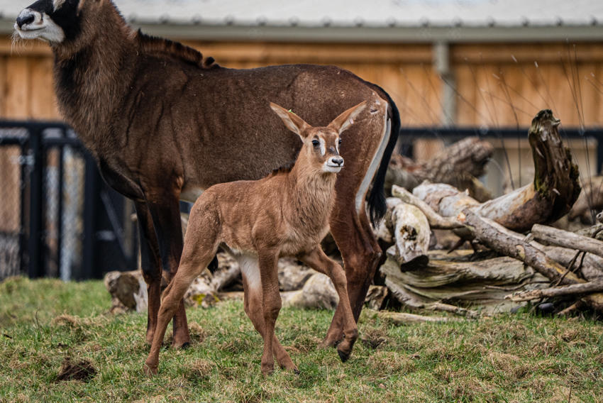Roan Antelope 014